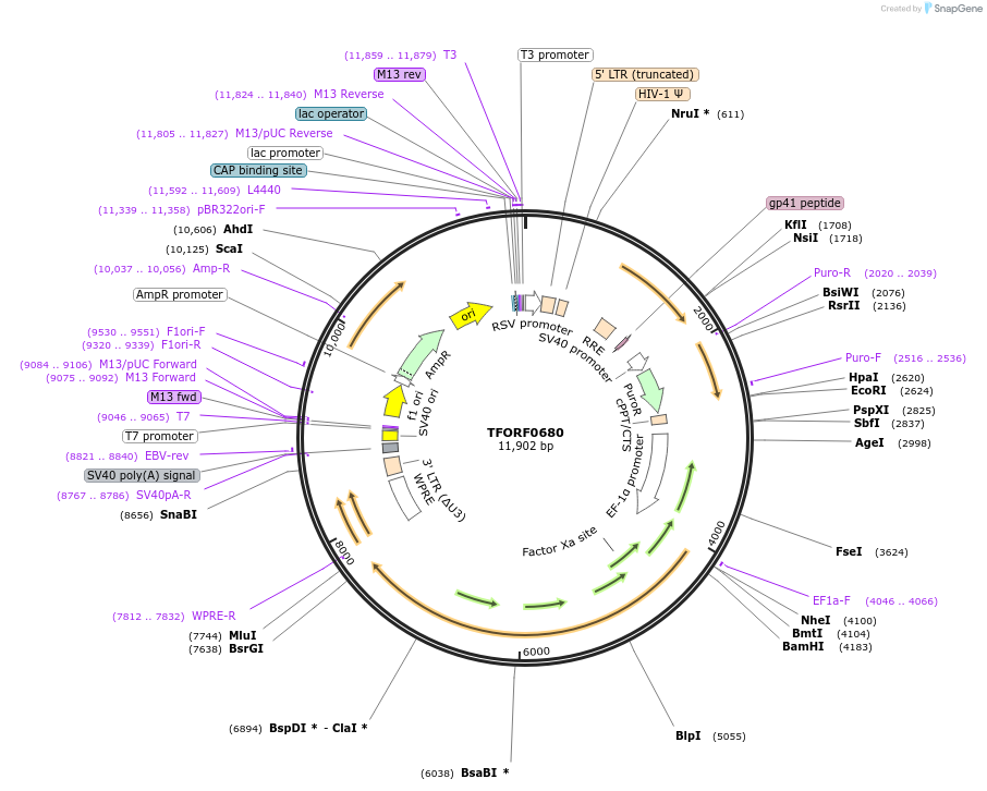 143427-plasmid-map-sequence-id-397922