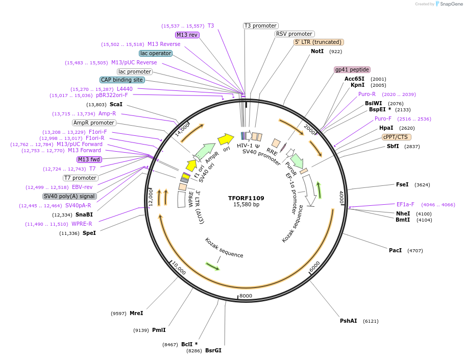 143466-plasmid-map-sequence-id-397923