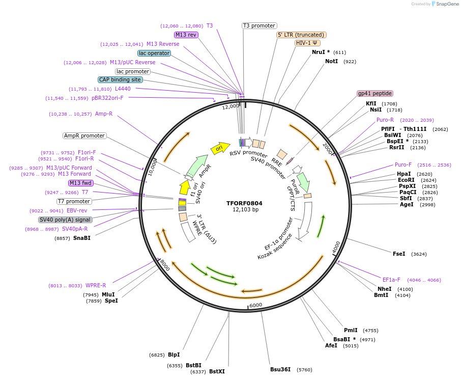 141709-plasmid-map-sequence-id-397925