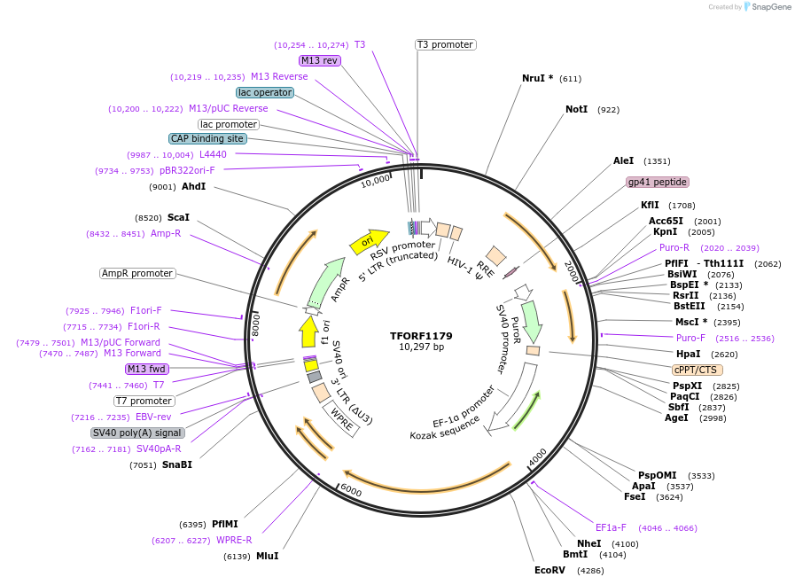 143473-plasmid-map-sequence-id-397926