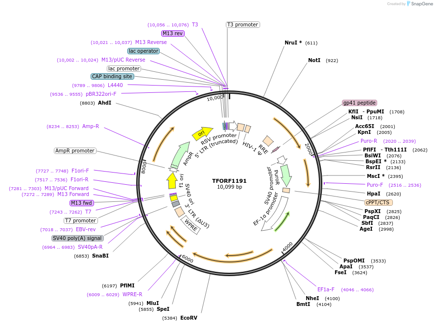 143478-plasmid-map-sequence-id-397927