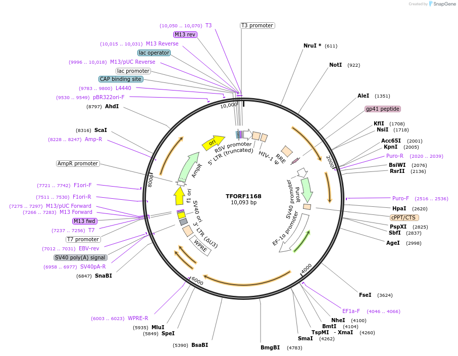 143472-plasmid-map-sequence-id-397928