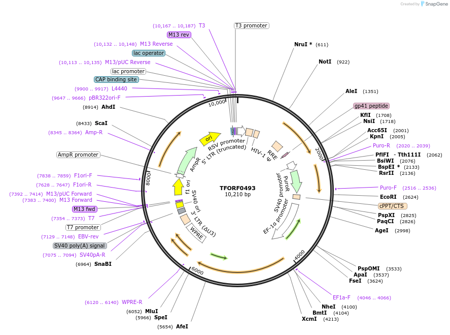 143406-plasmid-map-sequence-id-397930