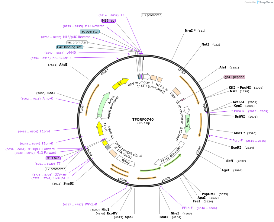 141678-plasmid-map-sequence-id-397933