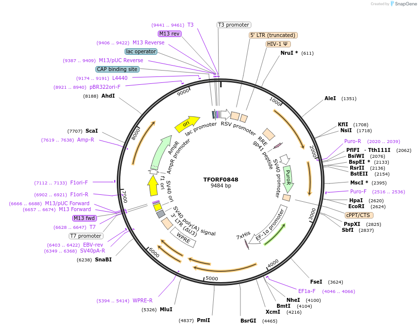 143443-plasmid-map-sequence-id-397939