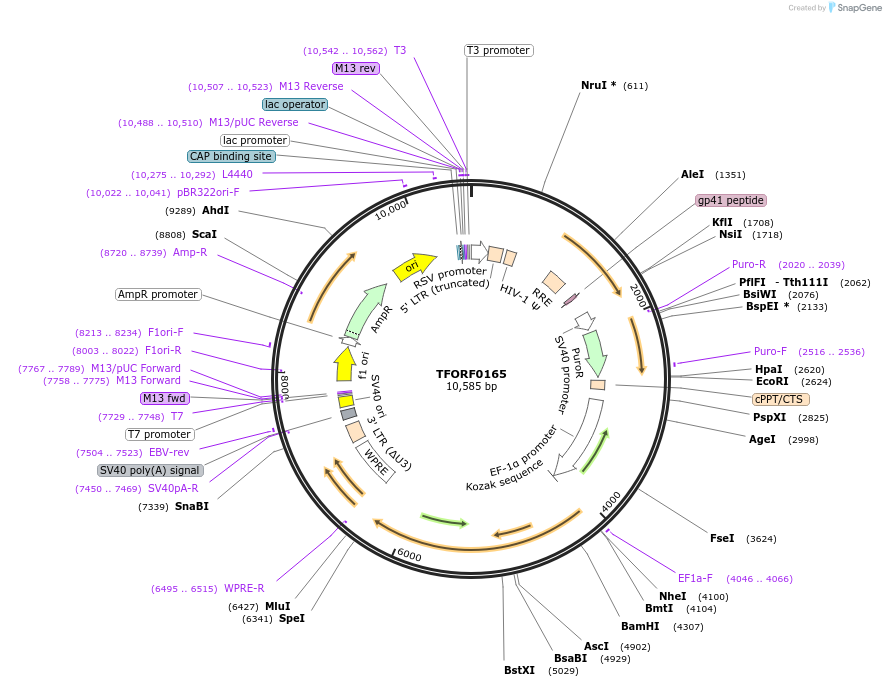 142548-plasmid-map-sequence-id-397940