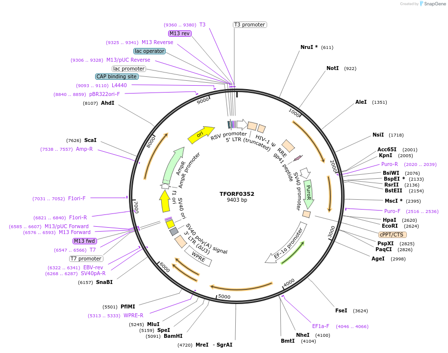 143401-plasmid-map-sequence-id-397941