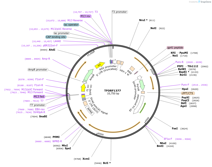 141822-plasmid-map-sequence-id-397942