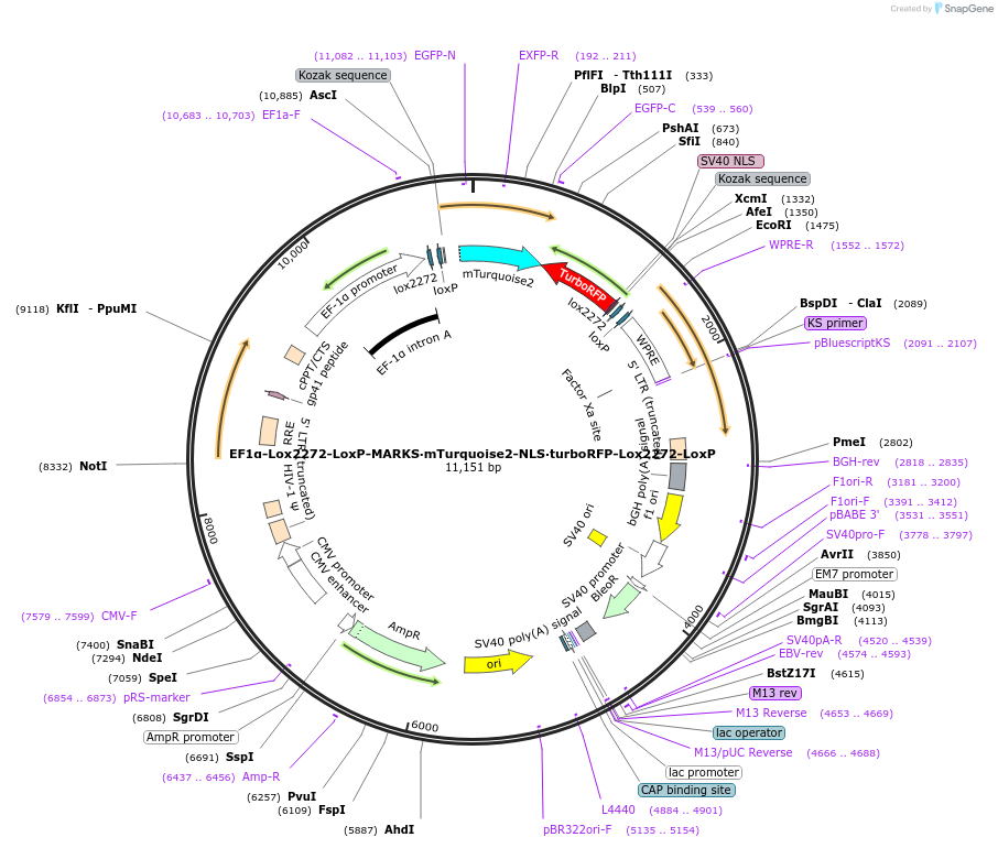 198753-plasmid-map-sequence-id-398000