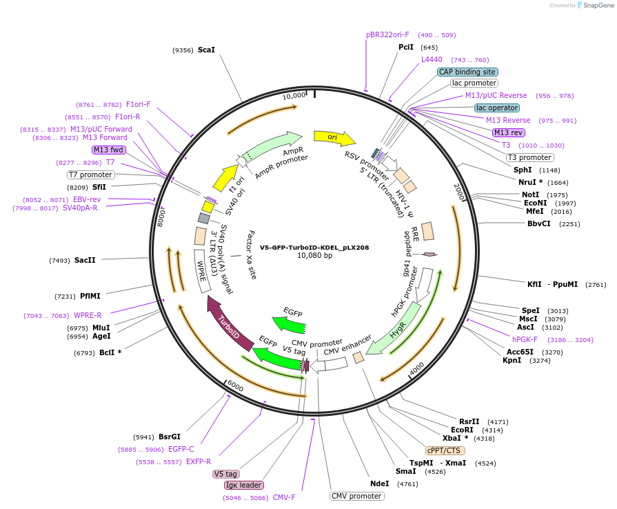 202020-plasmid-map-sequence-id-398010