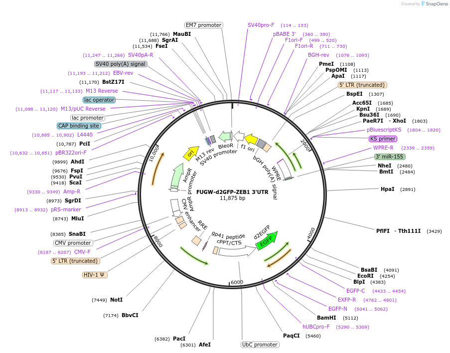 79601-plasmid-map-sequence-id-398021