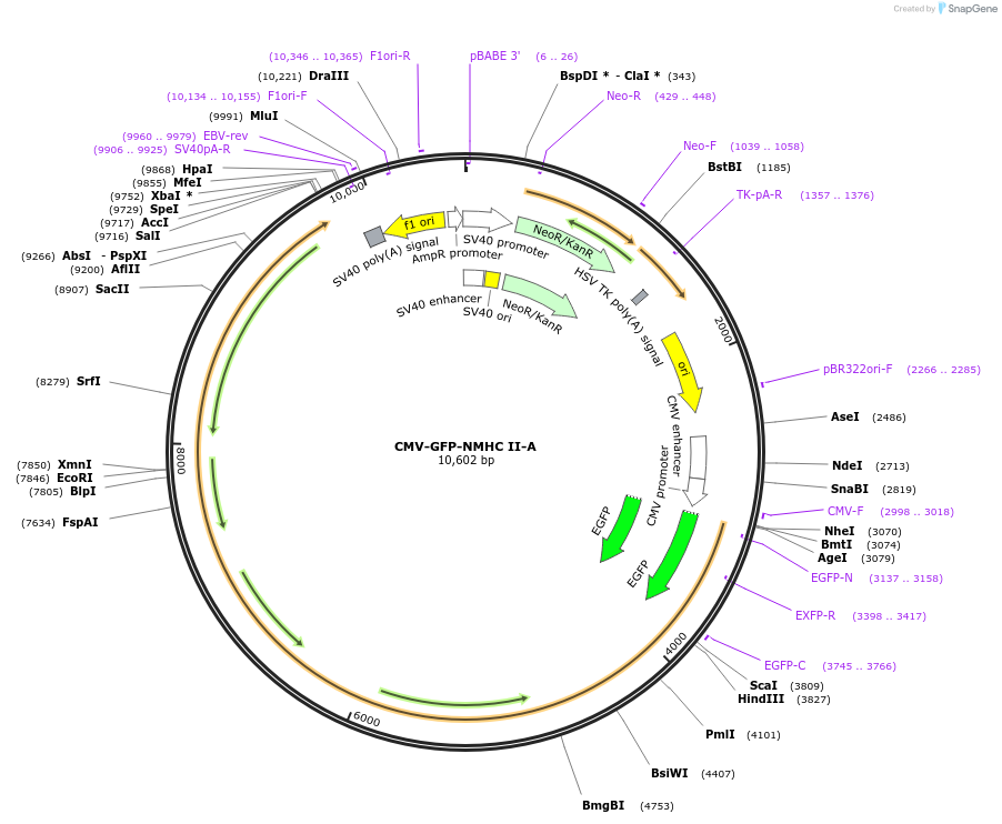 11347-plasmid-map-sequence-id-398023