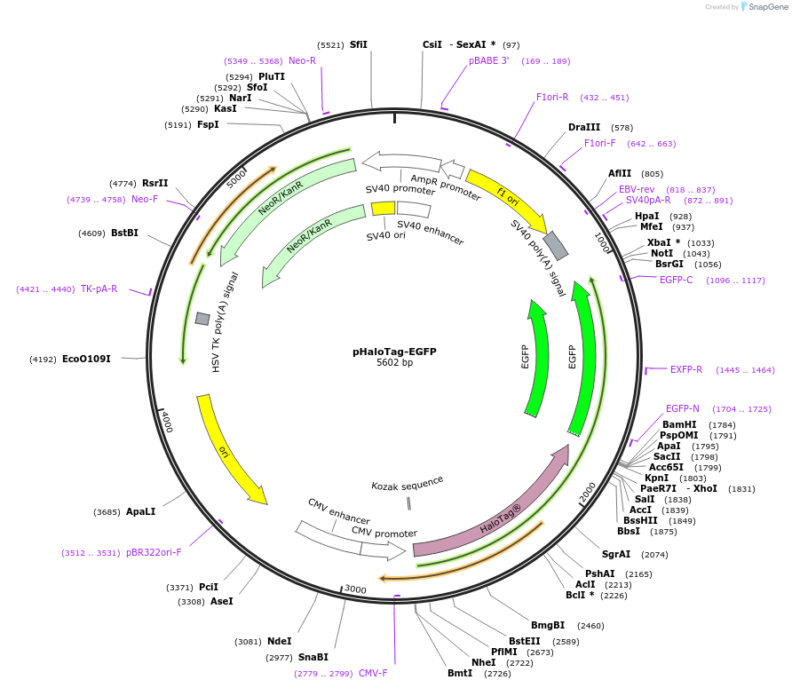 86629-plasmid-map-sequence-id-398026