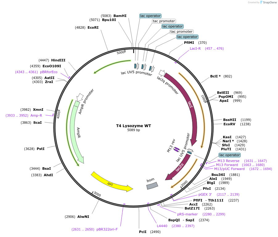 18110-plasmid-map-sequence-id-398030
