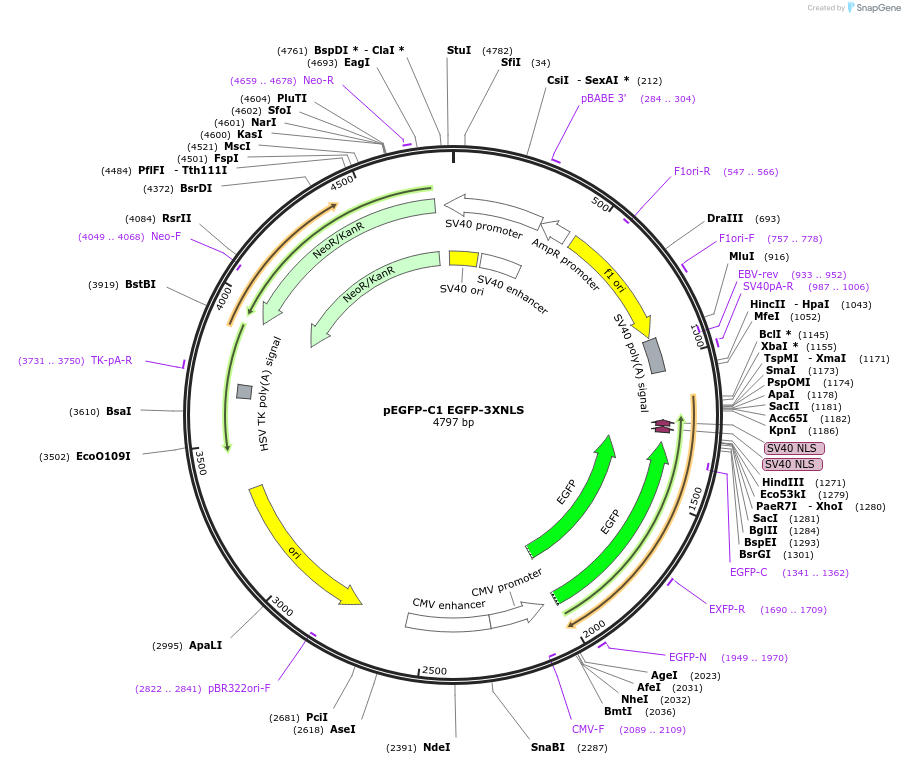 58468-plasmid-map-sequence-id-398032