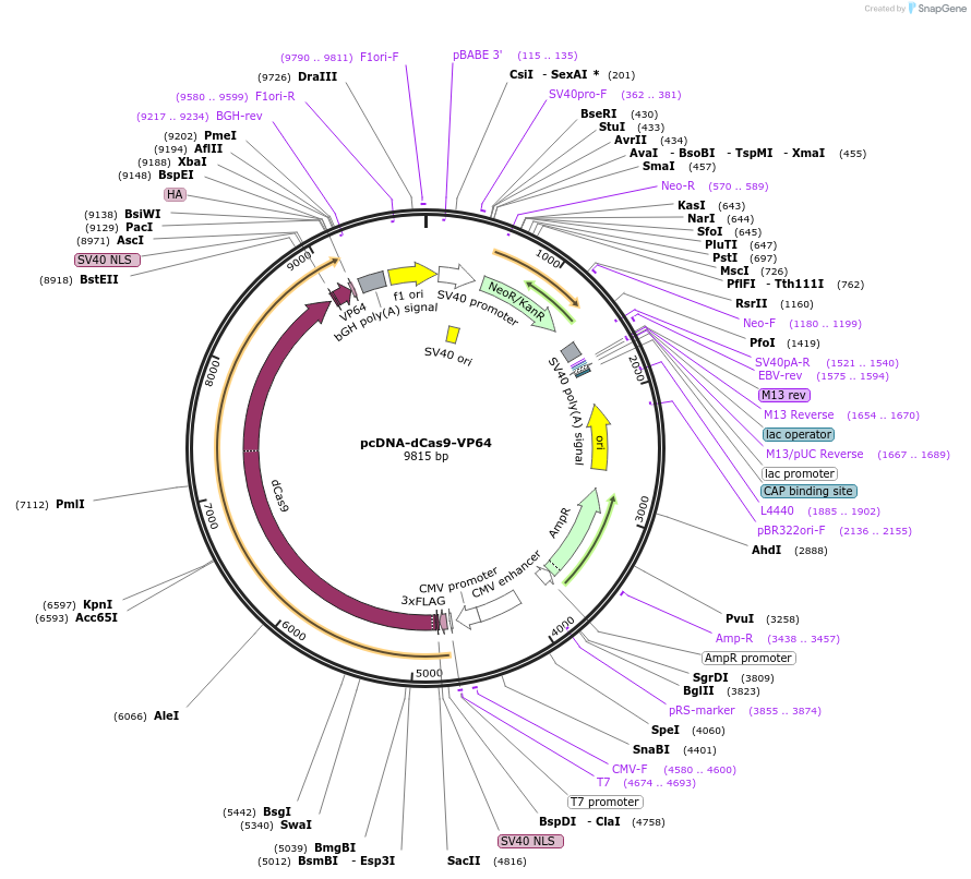 47107-plasmid-map-sequence-id-398036