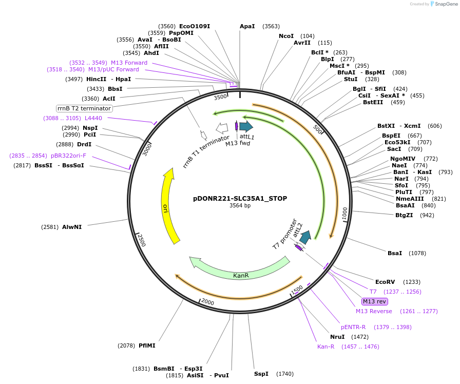161230-plasmid-map-sequence-id-398126