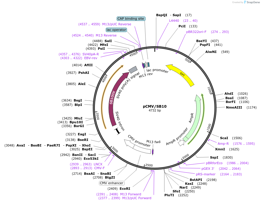 24551-plasmid-map-sequence-id-398127