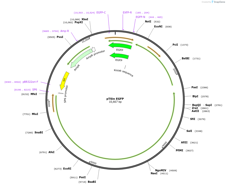 127695-plasmid-map-sequence-id-398129