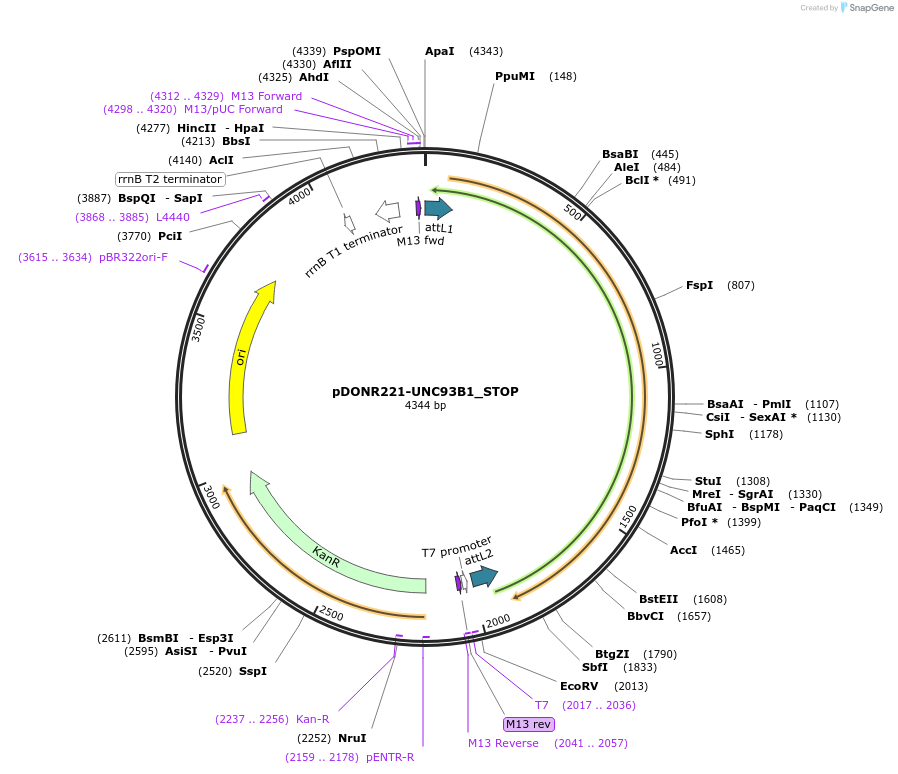 161464-plasmid-map-sequence-id-398130