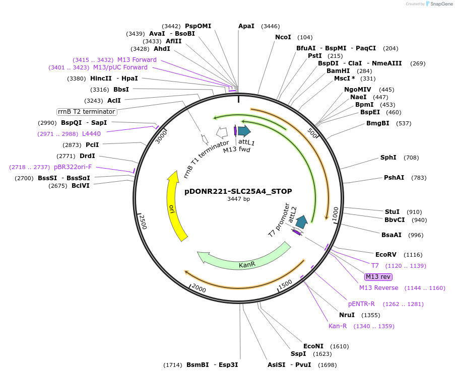 161148-plasmid-map-sequence-id-398135