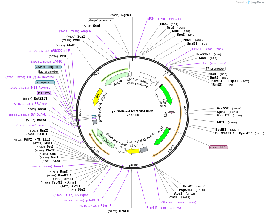 195247-plasmid-map-sequence-id-398158