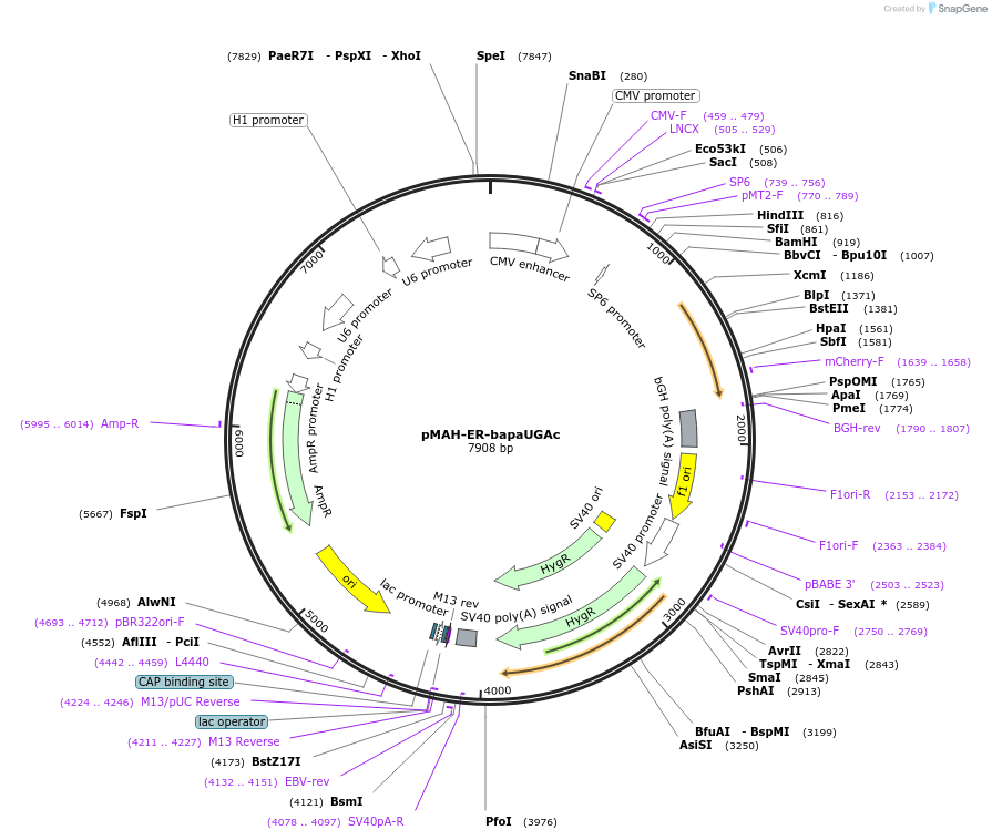 201674-plasmid-map-sequence-id-398164
