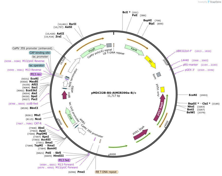 199560-plasmid-map-sequence-id-398170