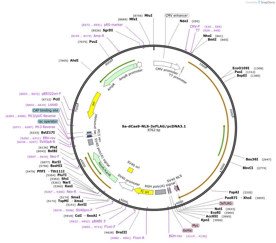 98041-plasmid-map-sequence-id-398173