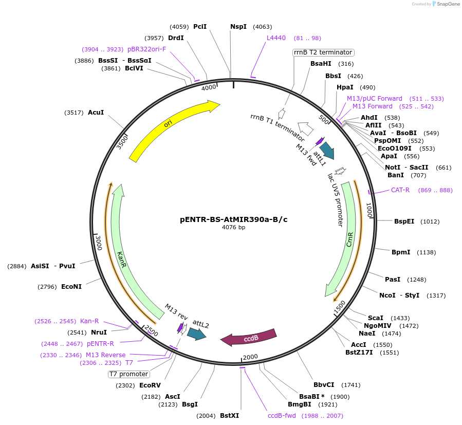 199559-plasmid-map-sequence-id-398174