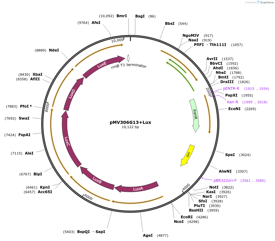 26160-plasmid-map-sequence-id-398176