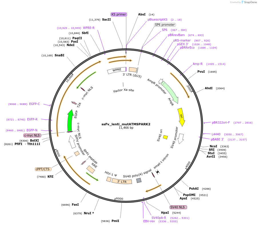 195250-plasmid-map-sequence-id-398220