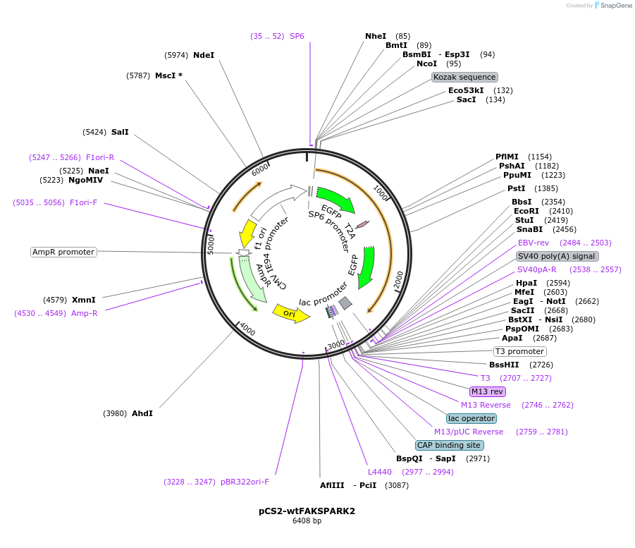 195263-plasmid-map-sequence-id-398223