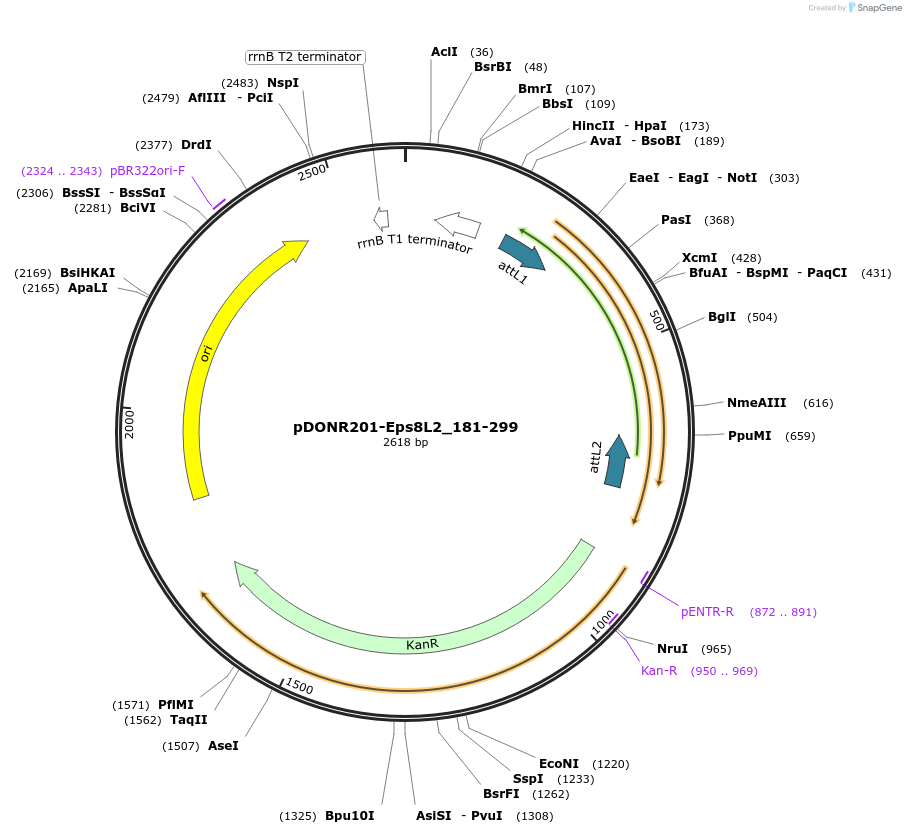 196528-plasmid-map-sequence-id-398236
