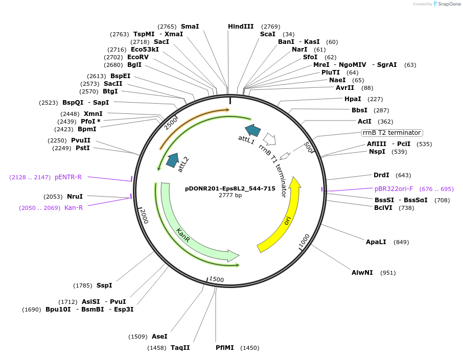 196532-plasmid-map-sequence-id-398240