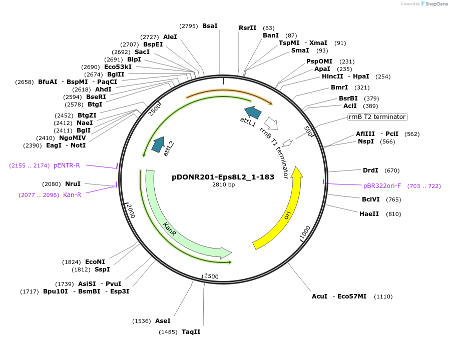 196527-plasmid-map-sequence-id-398241
