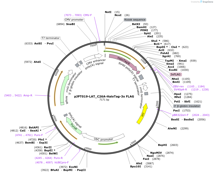 202503-plasmid-map-sequence-id-398256