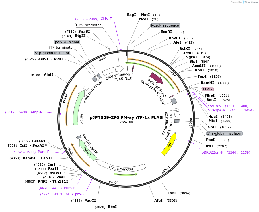 202499-plasmid-map-sequence-id-398260