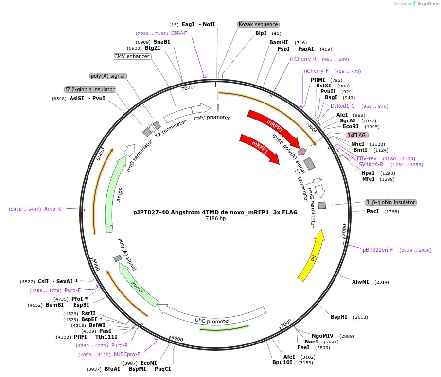 202509-plasmid-map-sequence-id-398266