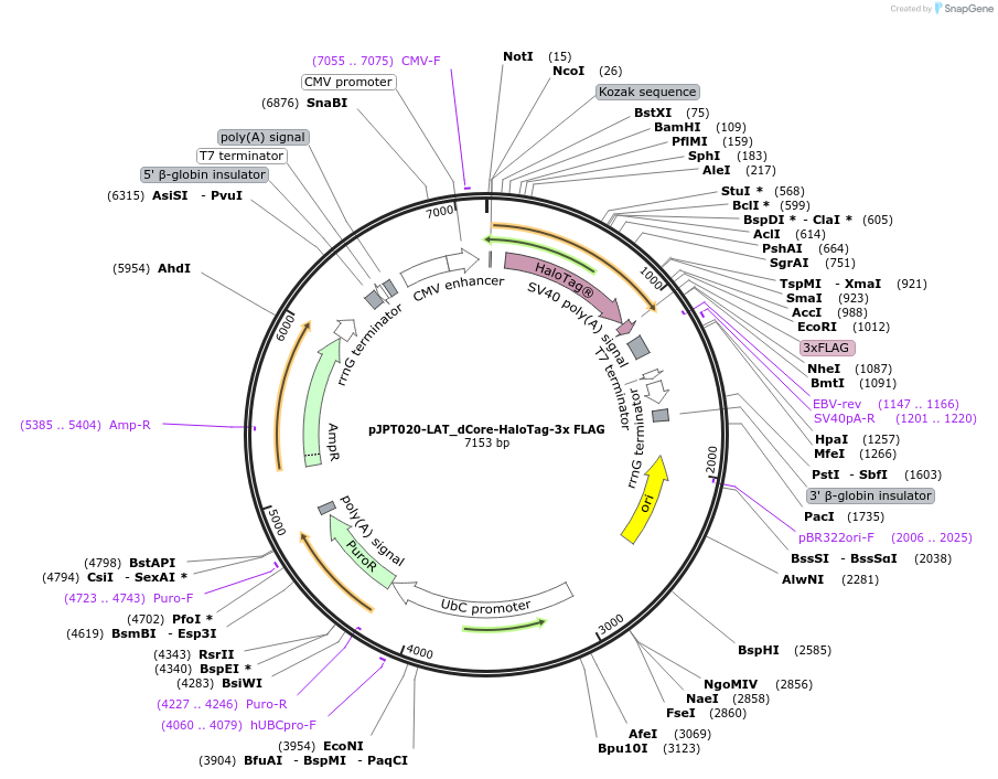 202504-plasmid-map-sequence-id-398268