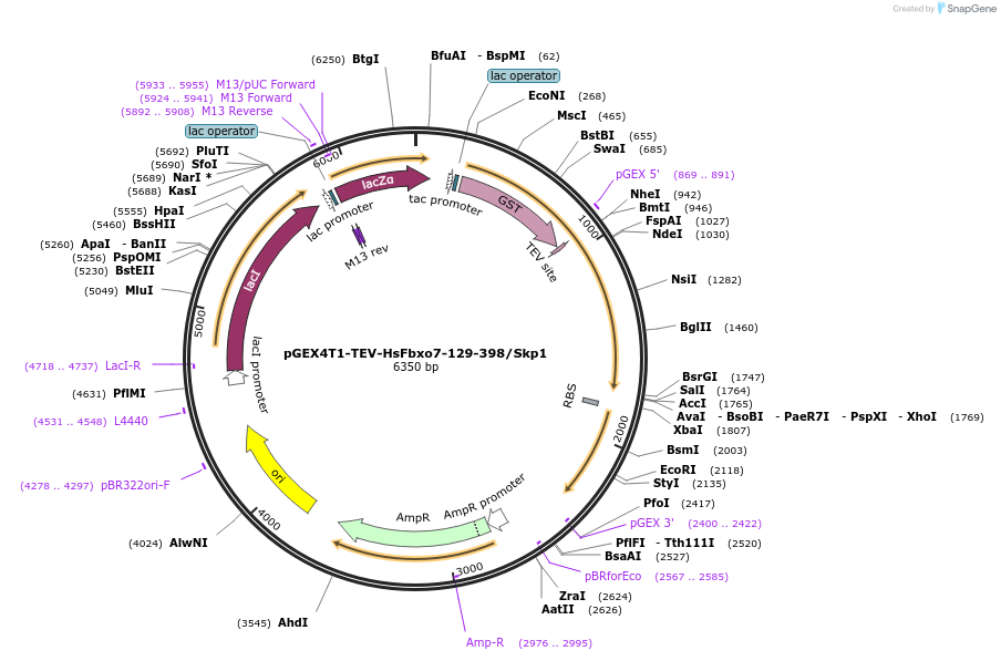 202592-plasmid-map-sequence-id-398269
