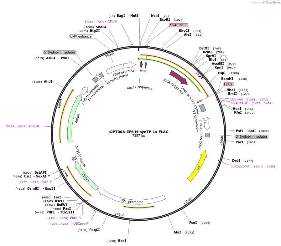 202498-plasmid-map-sequence-id-398271