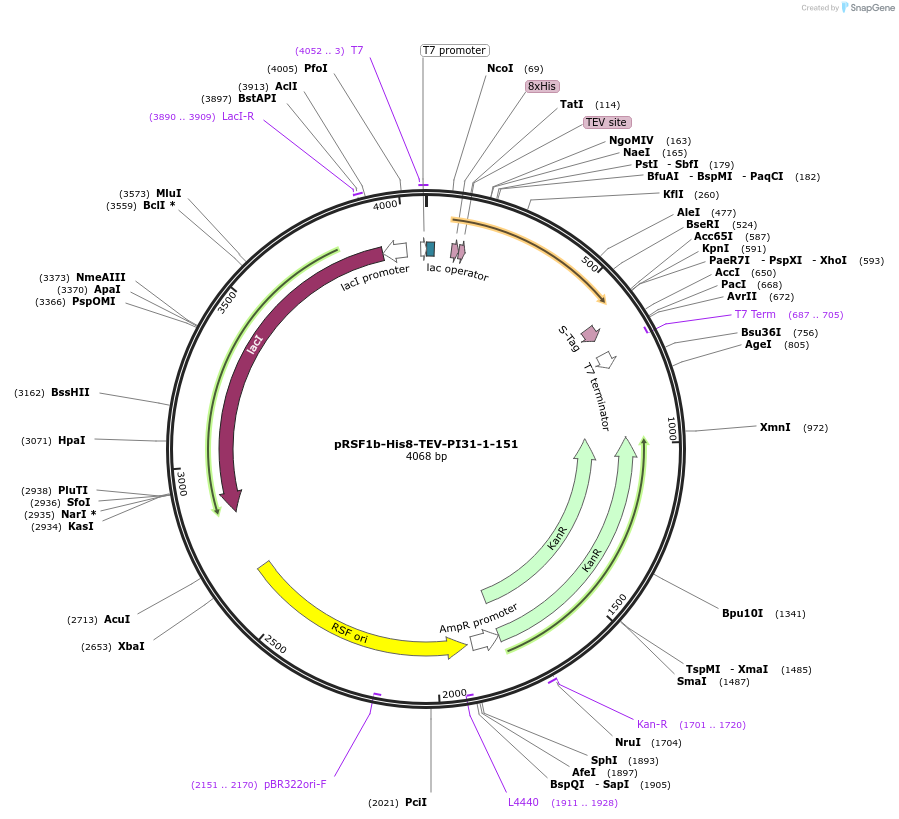 202593-plasmid-map-sequence-id-398273