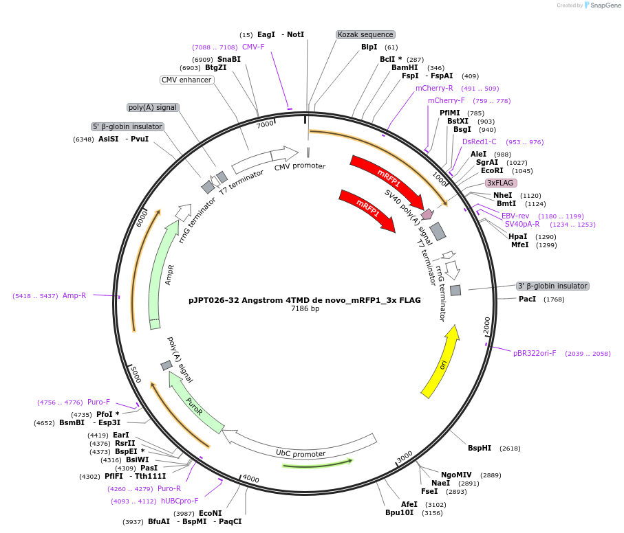 202508-plasmid-map-sequence-id-398274