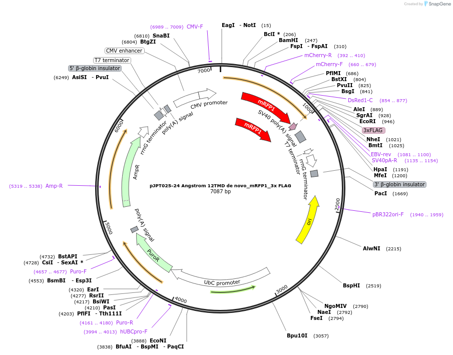 202507-plasmid-map-sequence-id-398275
