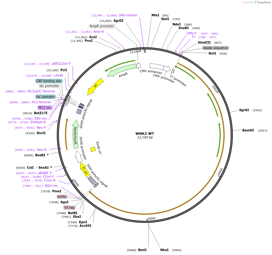 24569-plasmid-map-sequence-id-398279