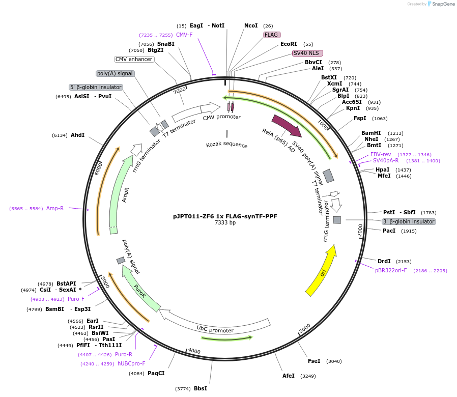 202501-plasmid-map-sequence-id-398282
