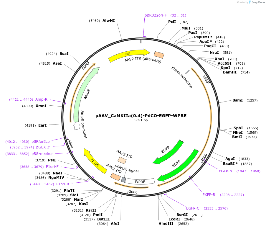 198514-plasmid-map-sequence-id-398291