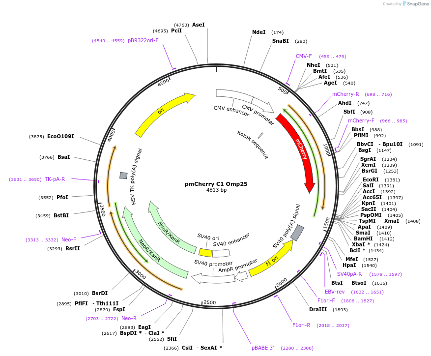 157758-plasmid-map-sequence-id-398302