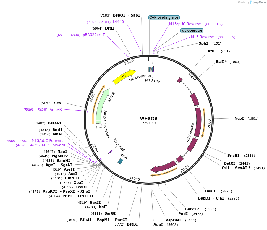 30326-plasmid-map-sequence-id-398304